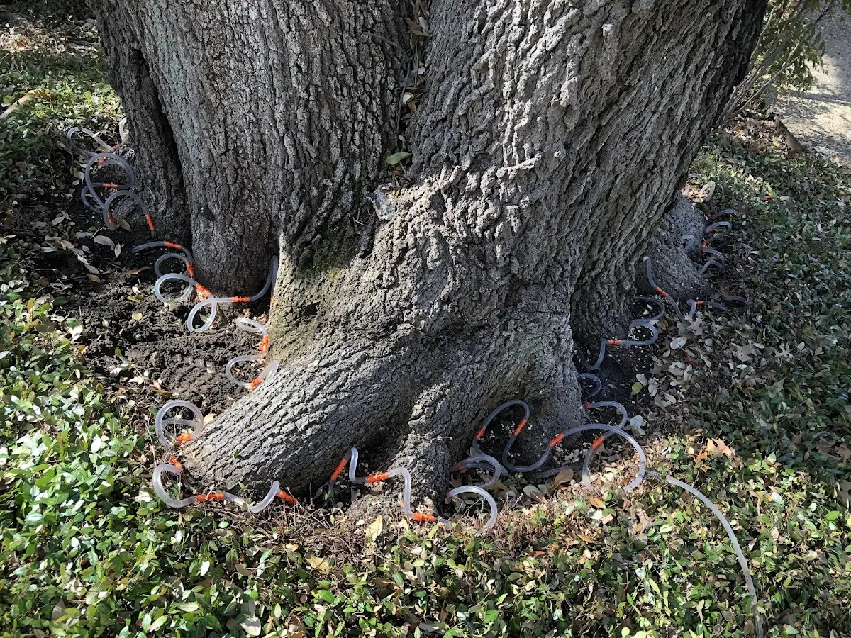 Detailed Tree Cabling and Bracing job site in Camilla