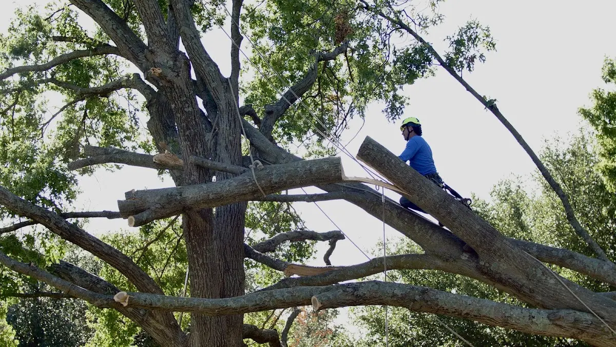 Professional Crown Thinning performed by certified arborists in Camilla