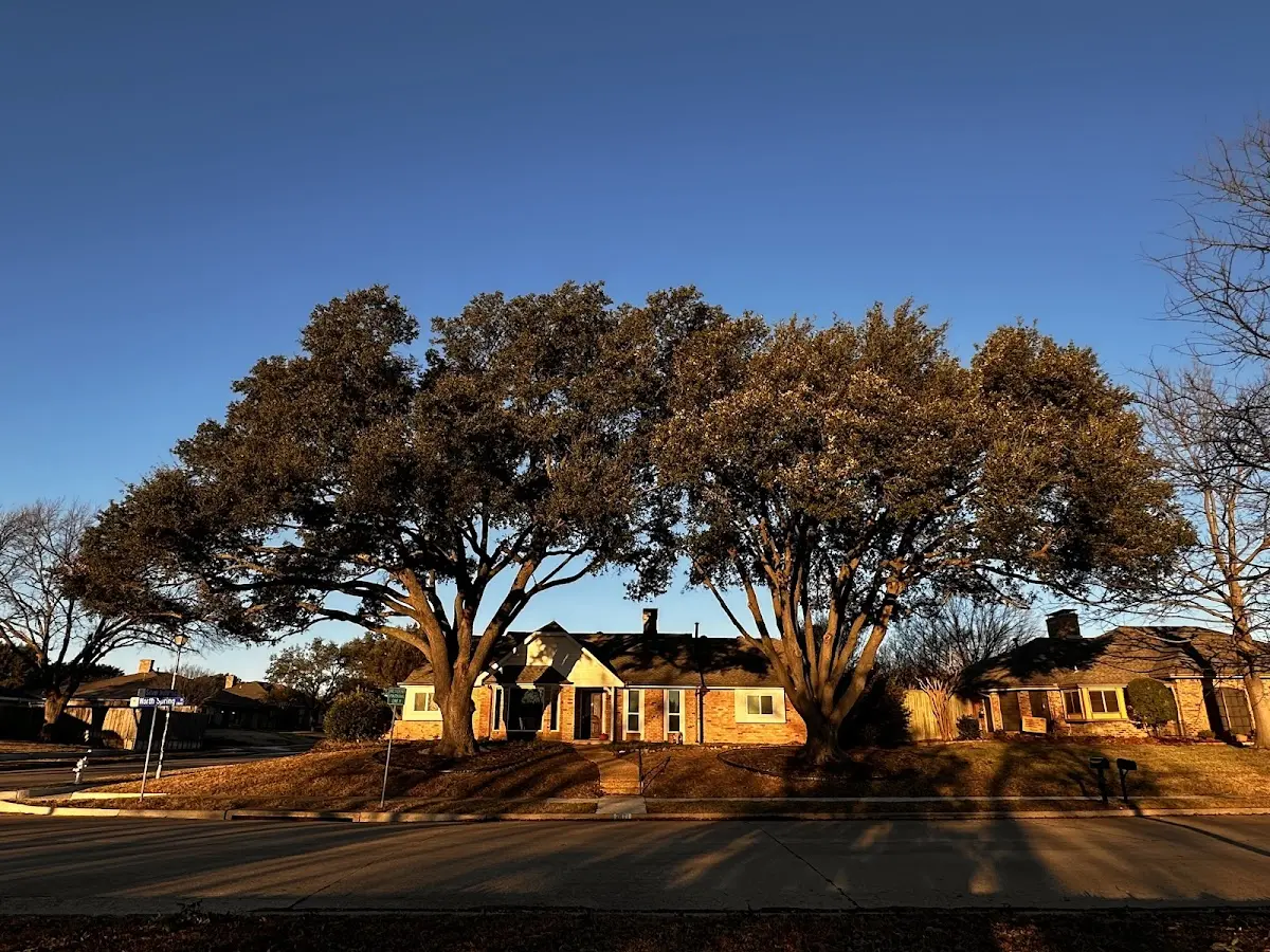 Established residential canopy tree shading a home in Camilla